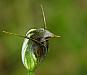 Pterostylis pedunculata - Maroonhood.jpg